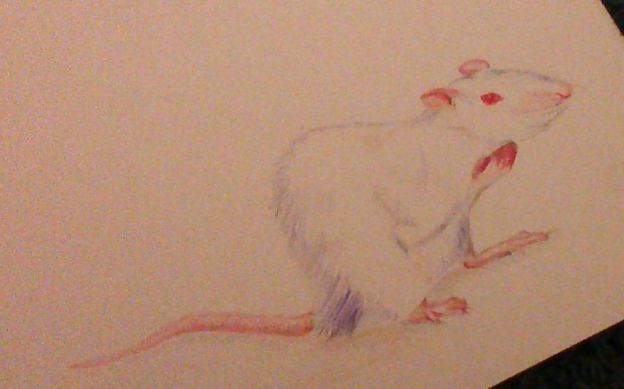 Prismacolor colored pencils, pink, White Mouse is inspired by Flowers for Algernon (novel, book). paper, By Destiny Barrett.