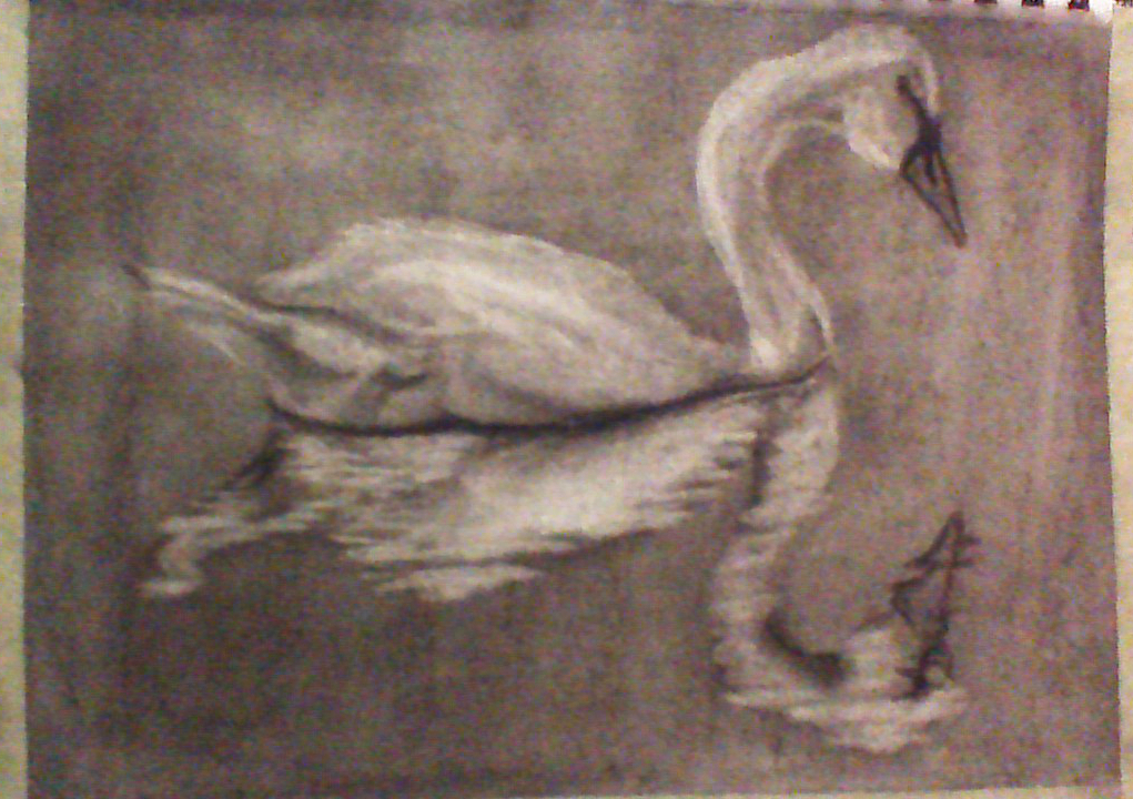 Charcoal, black, grey ground, white paper, Swan, reflection, water, outside, bird, animals, 8in x 11in, By Destiny Barrett