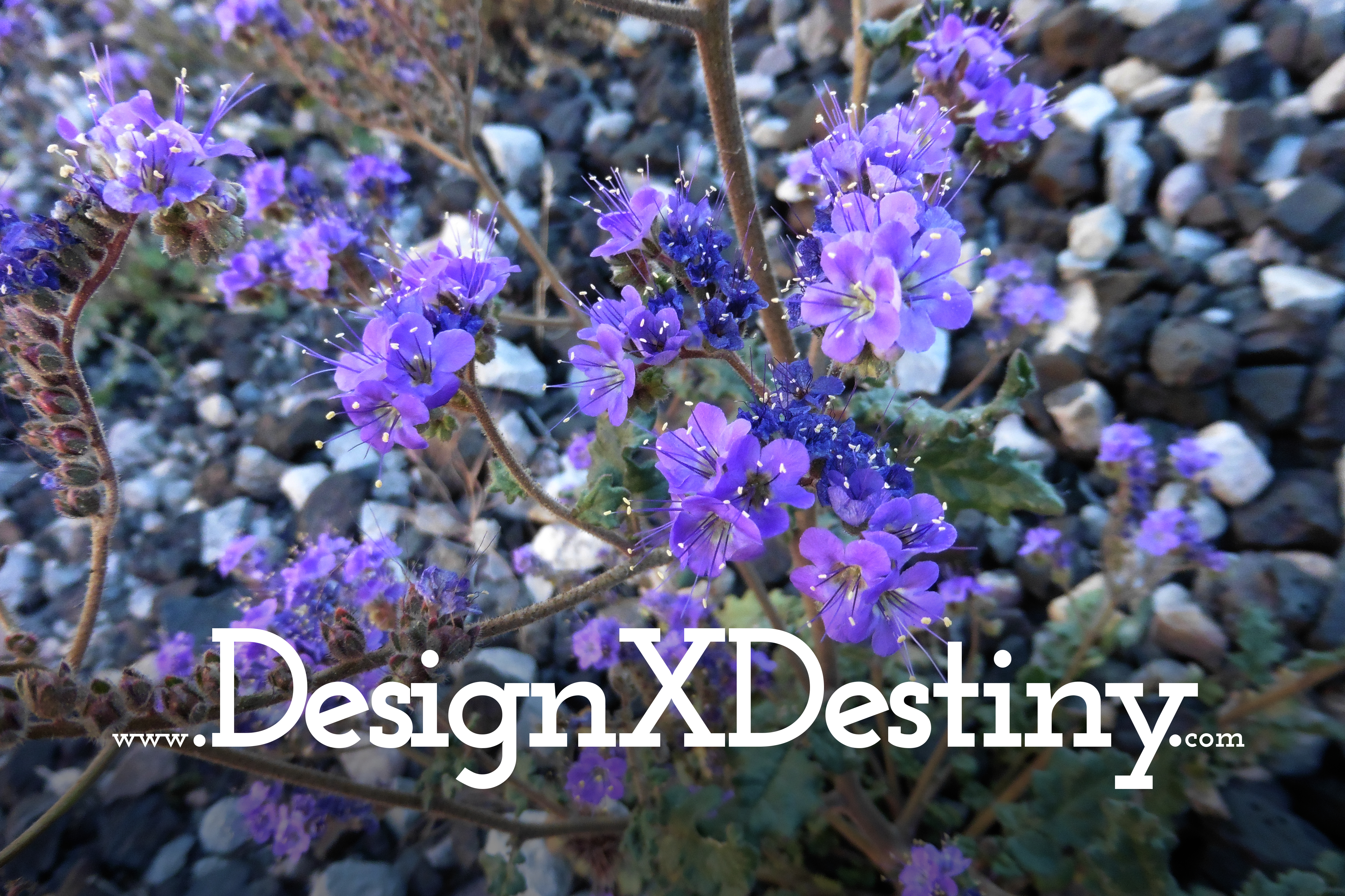 www.DesignXDestiny.com on purple flowers